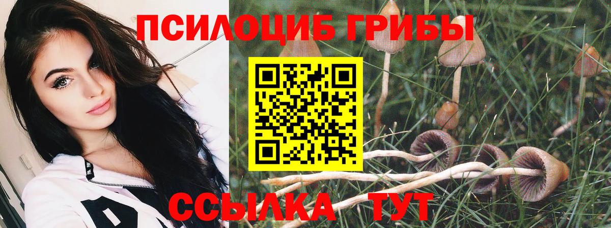 Псилоцибиновые грибы Psilocybine cubensis Чернушка